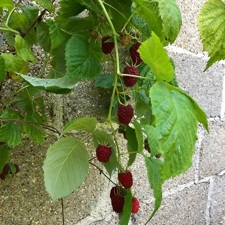 Prázdninový dům La Maison D'olivier