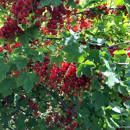 Prázdninový dům La Maison D'olivier