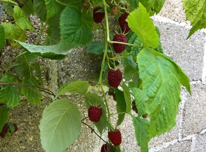 בית נופש La Maison D'olivier