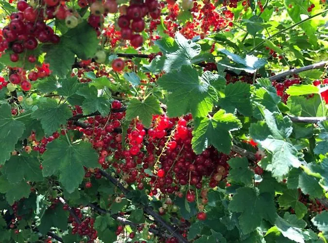 Hébergement de vacances La Maison D'olivier